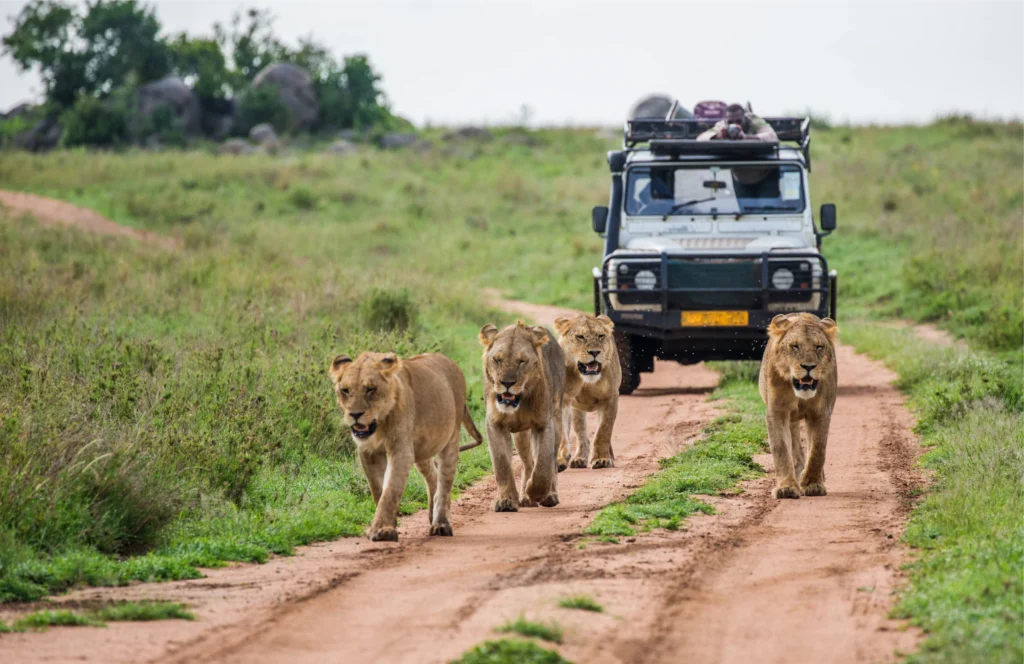 3 Day Safari Masai Mara