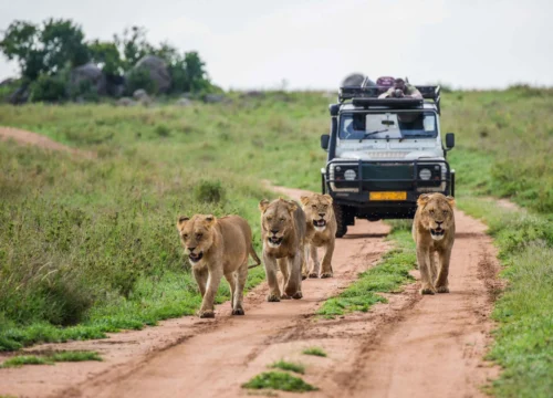 10-Day Safari: Kenyan Wilderness Escape <em>Meru, Samburu, Lakes Nakuru and Naivasha, Masai Mara </em>