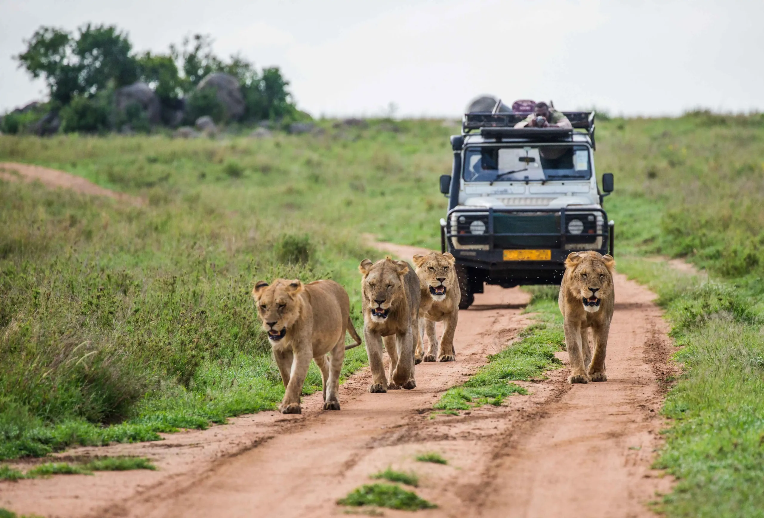 10-Day Safari: Kenyan Wilderness Escape <em>Meru, Samburu, Lakes Nakuru and Naivasha, Masai Mara </em>