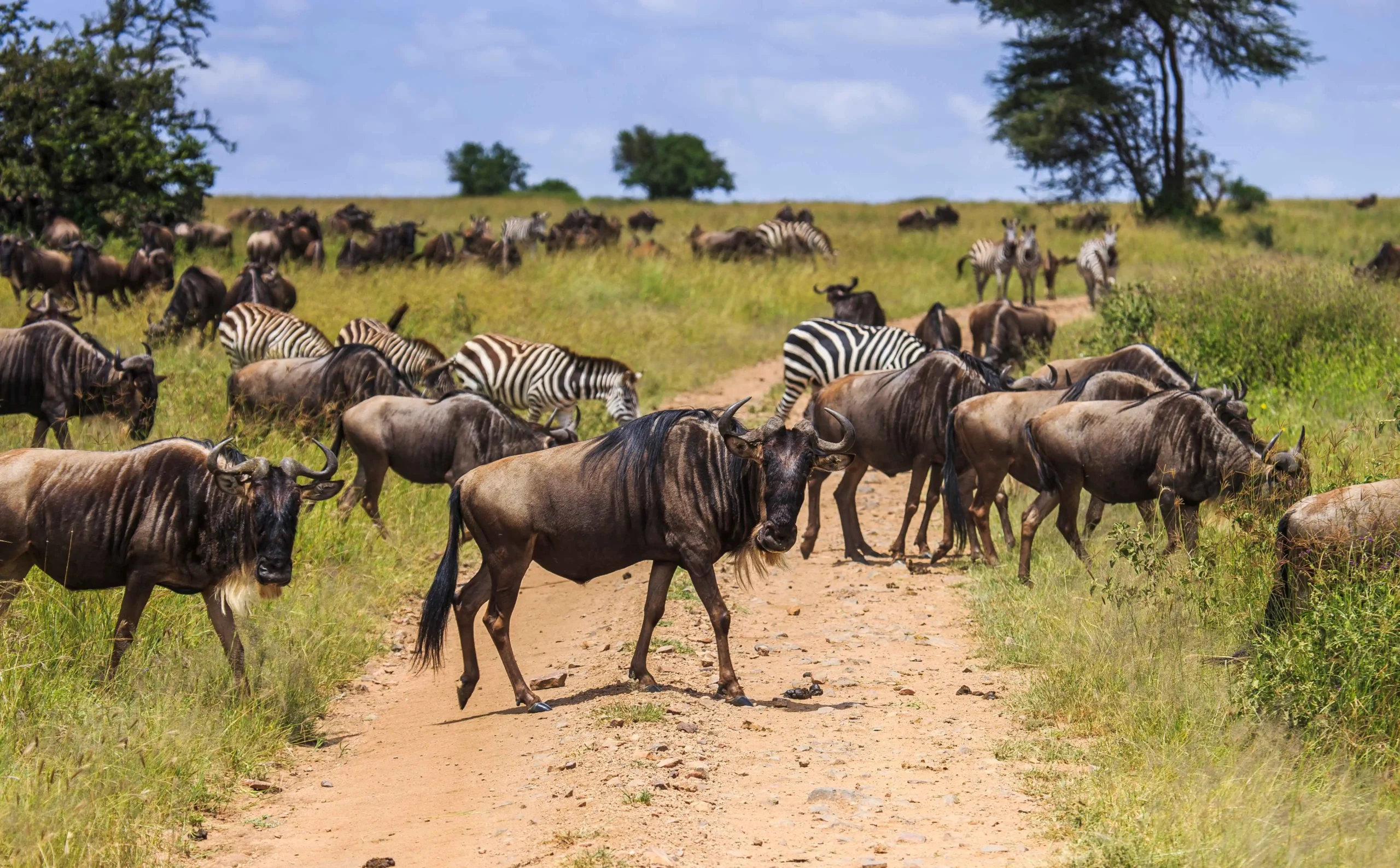 7-Day Safari: Grand Kenya Expedition <em> Amboseli, Lake Naivasha, Lake Nakuru & Masai Mara</em>