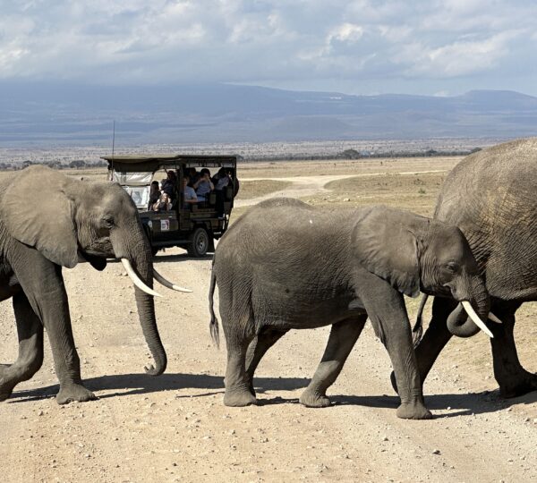 Elephant Crossing