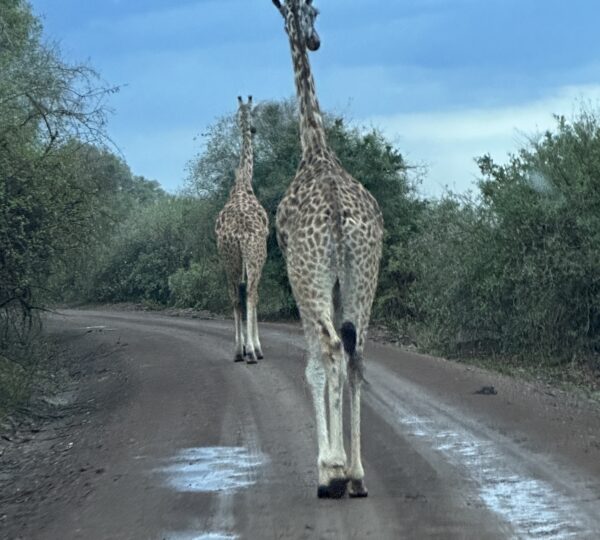 Following the Giraffe's