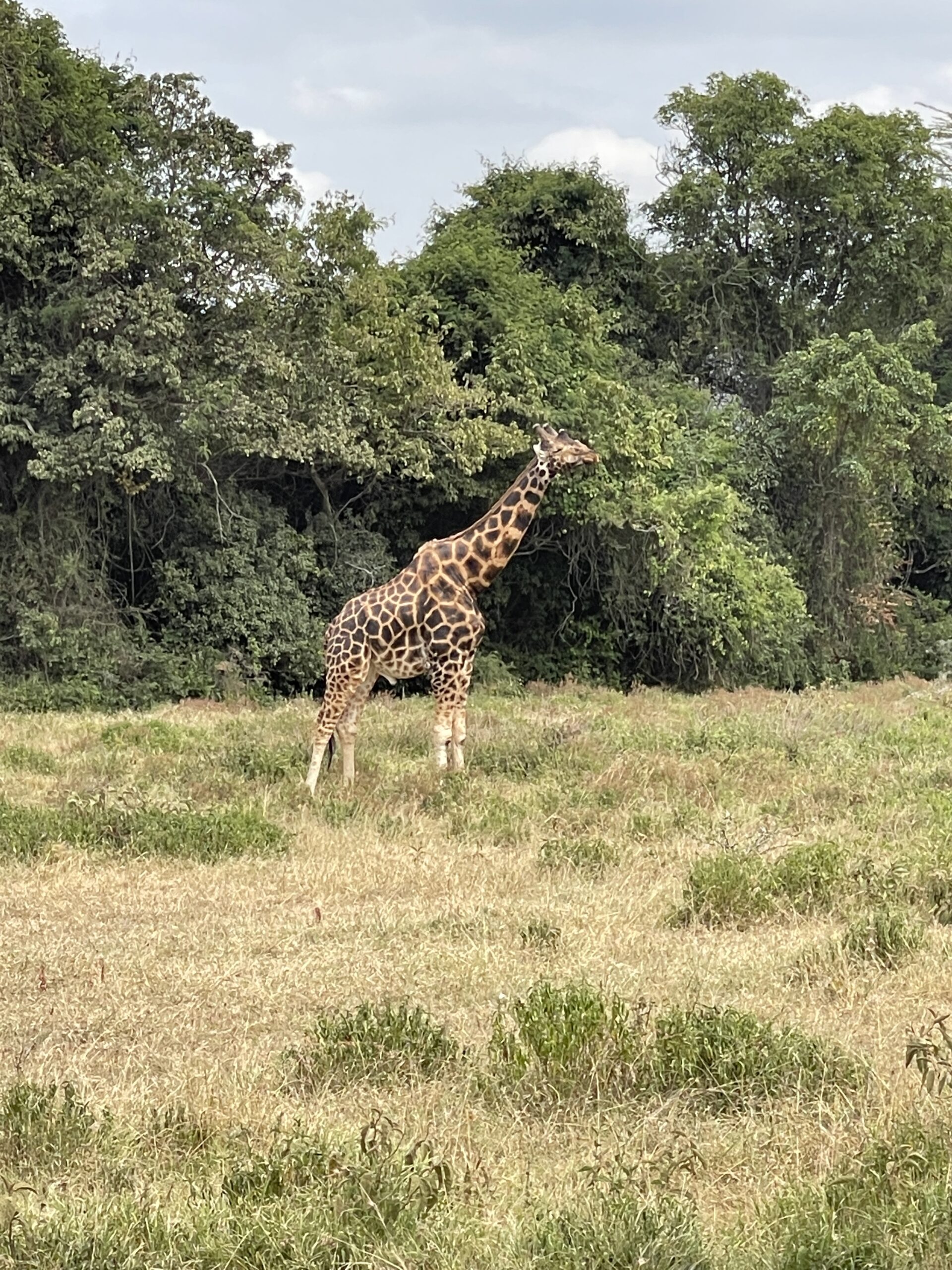 4-Day Safari: Kenyan Odyssey <em>  Masai Mara & Lakes Safari Odyssey</em>