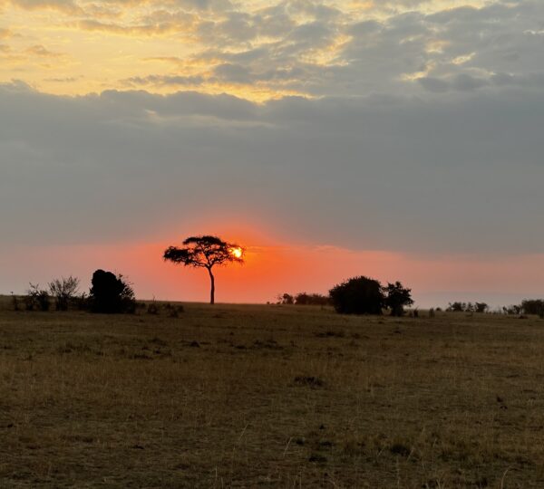 Safari at Sunset